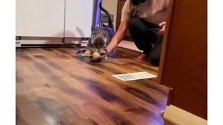 Funny cat dog animal videos on Instagram Tiktok