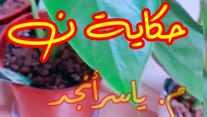 ايه هو أنسب ميعاد لتسميد نباتاتك؟ __ _What's the best date to fertilize your plants