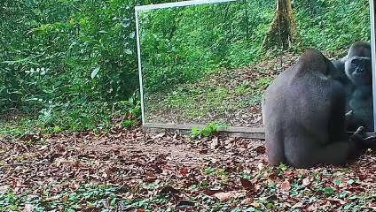 Animals Seeing Themselves For The First Time