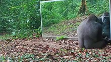 Animals Seeing Themselves For The First Time