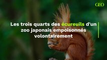 Les trois quarts des écureuils d'un zoo japonais empoisonnés volontairement