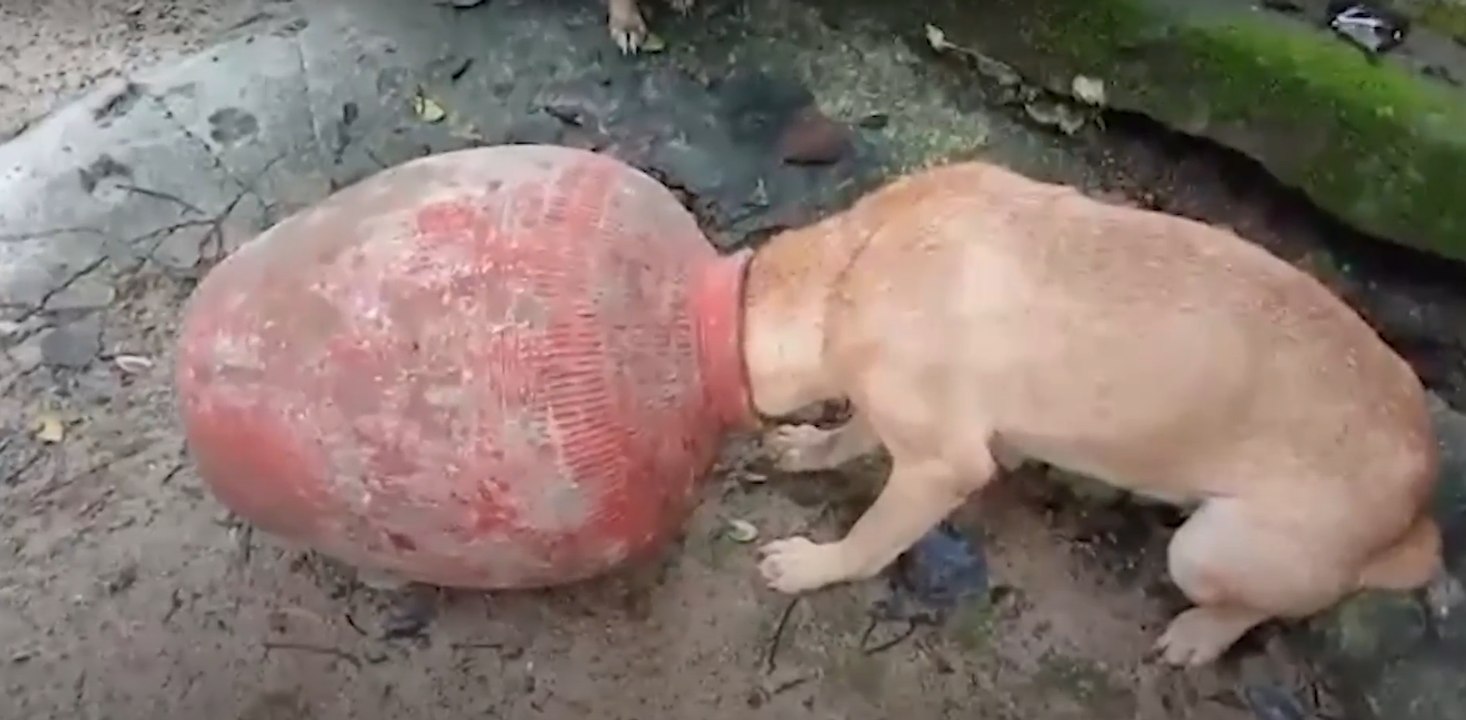 En graves apuros: perro luchó por sacar su cabeza de una vasija