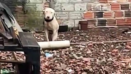 Internauta denuncia maus-tratos a cachorro no Cascavel Velho