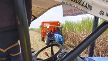 Sugarcane infielder