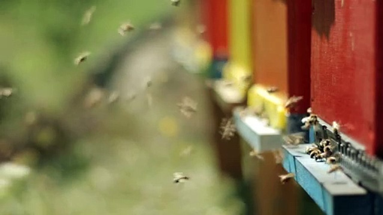 Bee Farm