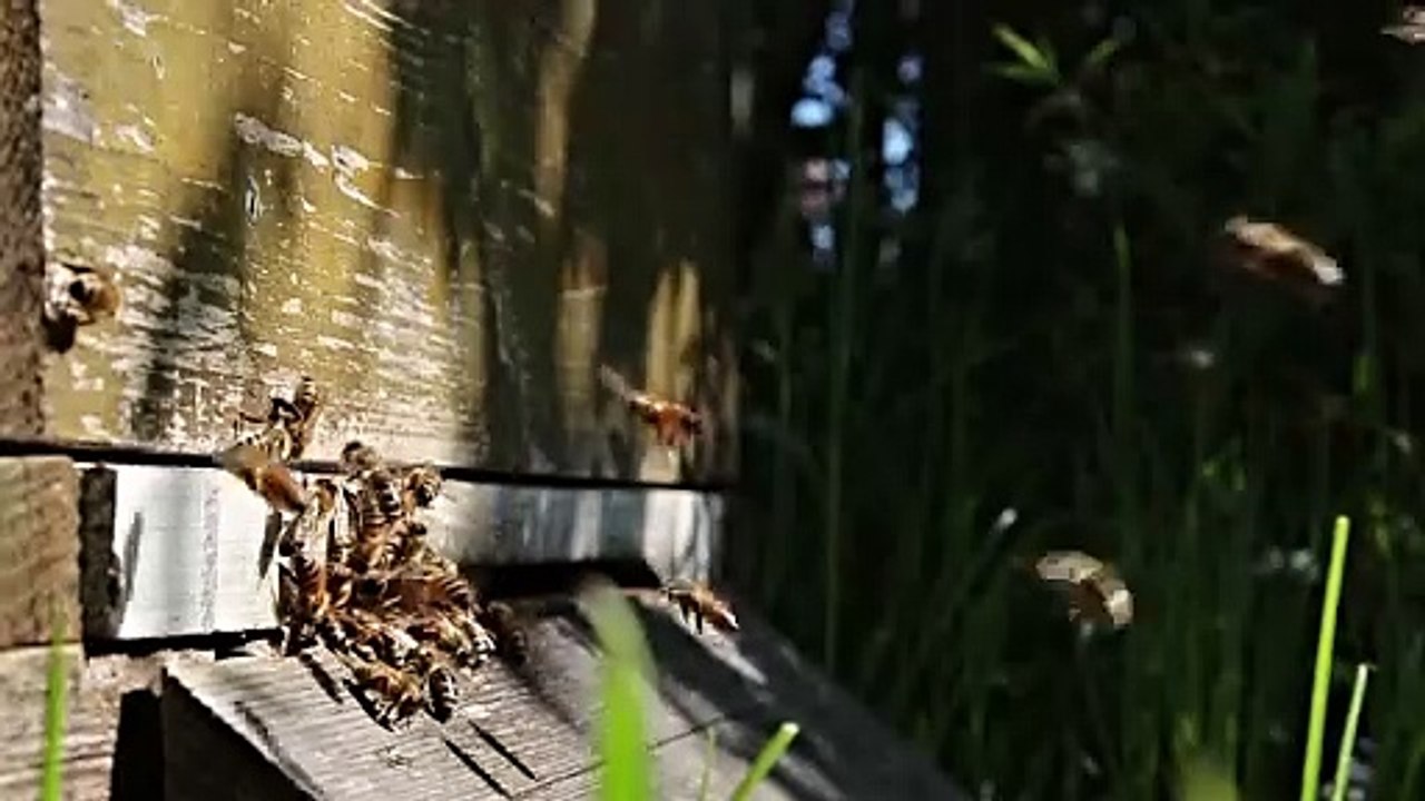 bees flying around beehive