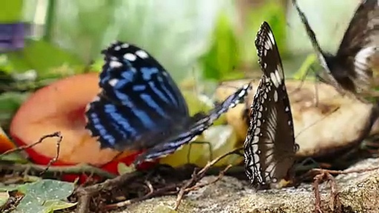 butterflies on the ground