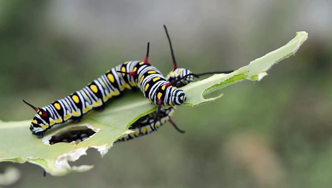 caterpillars eating