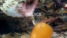 gaboon viper queen of vipers