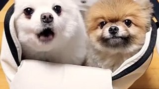 Snuggles and Sniffs The Best of Puppy Affection | Tiny Cuteness