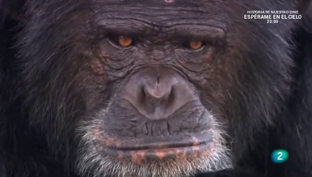 Las cinco claves 4ª parte Mutaciones