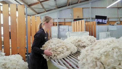 مزرعة في نيوزيلندا تدلل الخراف لجزّ صوفها