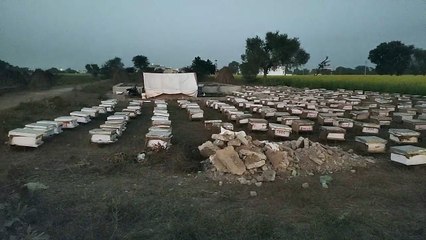 शहद का कारोबार:  हर साल लाखों की कमाई कर रहे मधुमक्खी पालक ,,,,देखें वीडियो