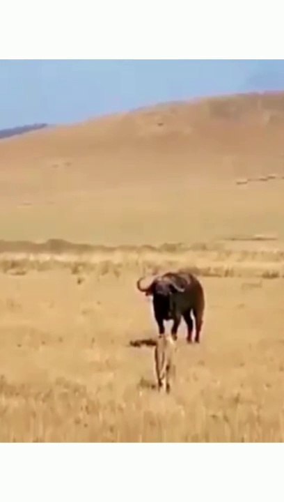 The buffalo prepares to attack the lion with its horns