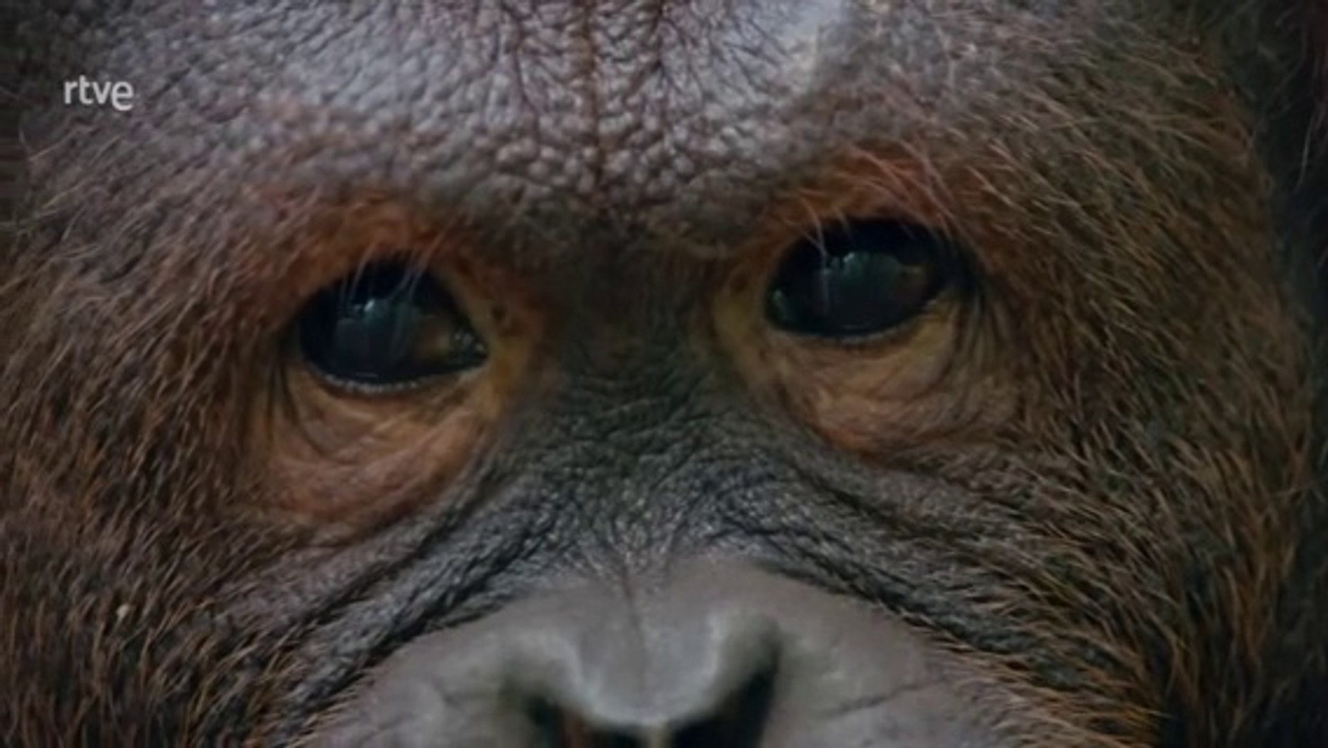 Borneo: el Edén ancestral de la Tierra