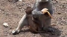 القرود تاكل باستعجال