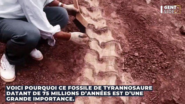 Voici pourquoi ce fossile de Tyrannosaure datant de 75 millions d’années est d’une grande importance