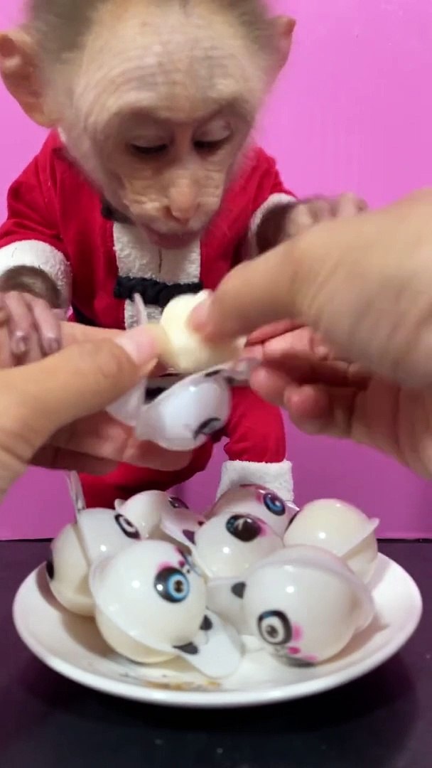 ⁣Monkey Eating Candies | Monkey Funny Reactions | Monkey Funny Moments | Animals Funny Moments #pets 