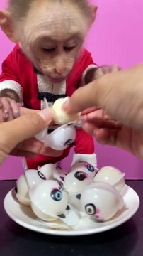 Monkey Eating Candies | Monkey Funny Reactions | Monkey Funny Moments | Animals Funny Moments #pets #animals #fun #love #cute #beautiful #monkey