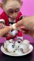 Monkey Eating Candies | Monkey Funny Reactions | Monkey Funny Moments | Animals Funny Moments #pets #animals  #fun #love #cute #beautiful #monkey