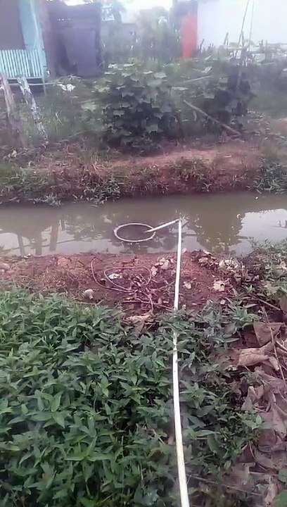 Budidaya lele segmen pembesaran dikolam jaring memang simple dan menguntungkan