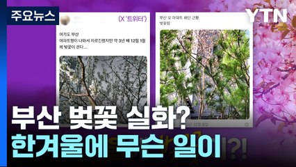 12월에 핀 벚꽃...역대 기상 기록 깬 2023년 "내년엔 더 덥다" [앵커리포트] / YTN