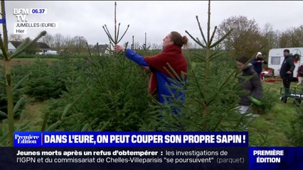 Cette ferme de l'Eure propose de venir couper soi-même son sapin