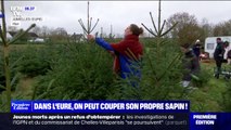 Cette ferme de l'Eure propose de venir couper soi-même son sapin