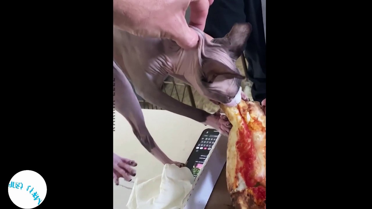 Animal cute moment