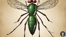Natural Mosquito and Fly Repellents