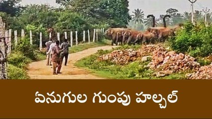 చిత్తూరు జిల్లా: గజరాజుల హల్ చల్... బిక్కుబిక్కుమంటున్న జనం