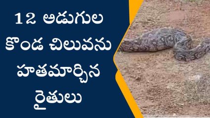 అనకాపల్లి జిల్లా: 12 అడుగుల కొండచిలువ... చూస్తే గుండె ఝల్