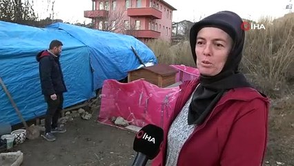 40 tavuğu telef eden sokak köpekleri, 3 yıldır emek veren kadının hayallerini kararttı
