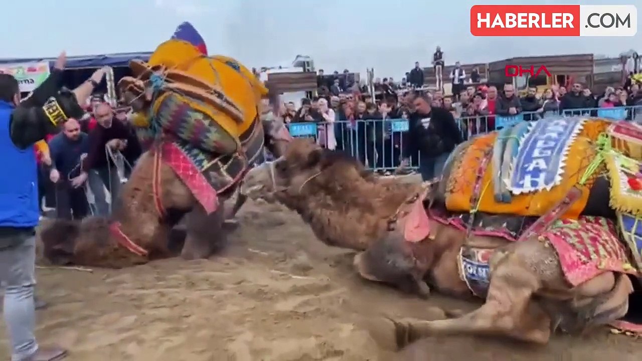 Alaşehir Belediyesi Deve Güreşleri Şenliği Düzenlendi