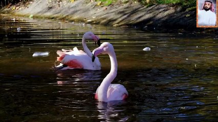 تلاوات قرآنية باصوات جميلة