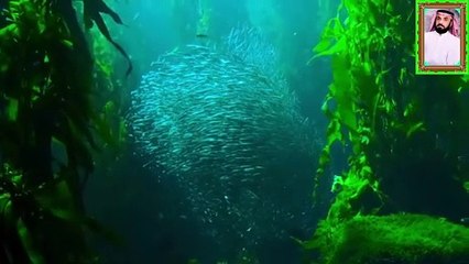 القران الكريم بصوت خشوع