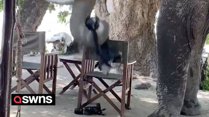 Curious elephant picks up tourist's camera bag and tips it upside down