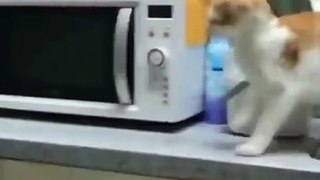 Funny Cats Compilation - funny cats - a funny cat videos compilation 2024