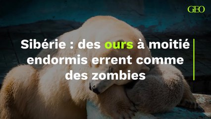 Sibérie : des ours à moitié endormis errent comme des zombies
