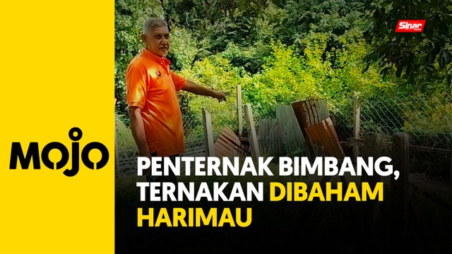 Pesara polis bimbang, ternakan jadi sasaran harimau kumbang