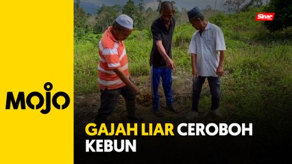 Gajah dua tan, ceroboh kebun di Mengkebang