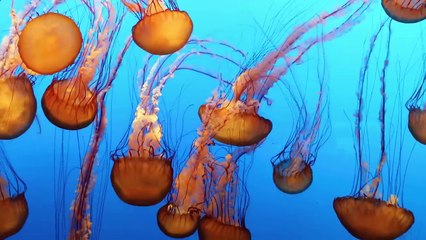 Beautiful Relaxing Music with Stunning Nature in 4K • Relax_ Sleep_ Meditate_ Study (Wonderland)