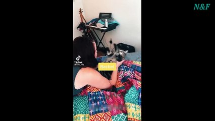 Funniest Cats Videos, The Siliest, Cutest And Funniest Cats 83