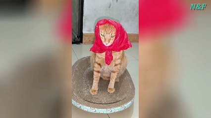 Funniest Cats Videos, The Siliest, Cutest And Funniest Cats 84