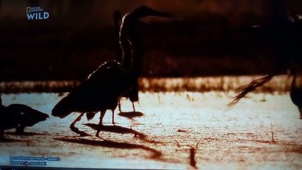 Les cowboys des marais S02E06