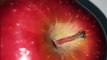 আপেল খাওয়ার উপকারিতা- Benefits of Eating Apples.