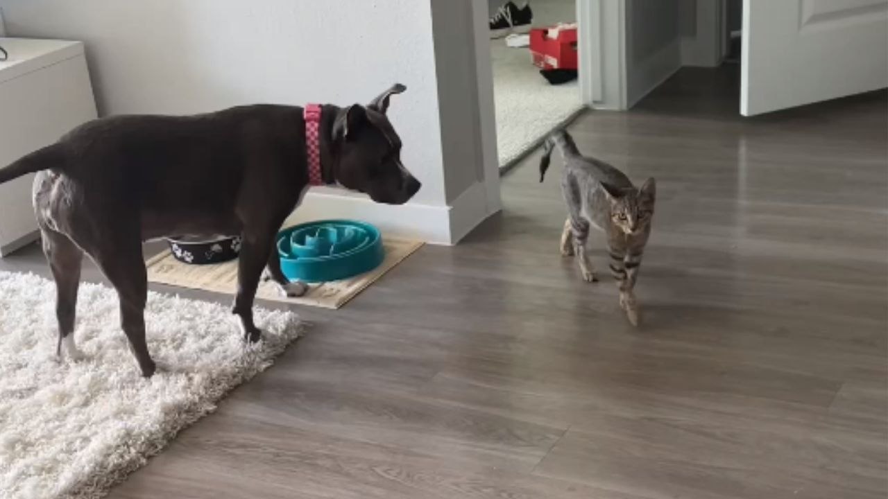 The friendship between pampered dog & stray kitten is legit GOALS!