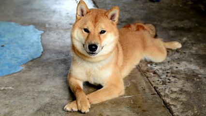 Dog Barking Sounds Compilation