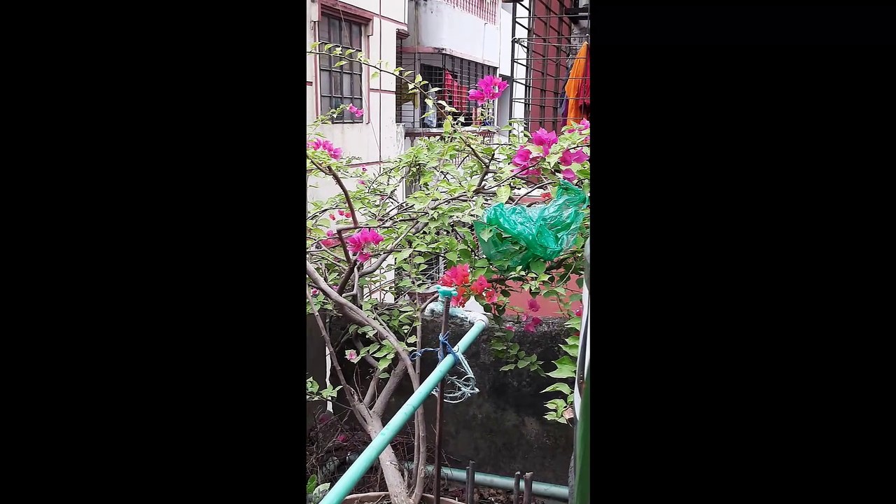 ছাদ বাগানে একদিন- A day in the Roof Garden.