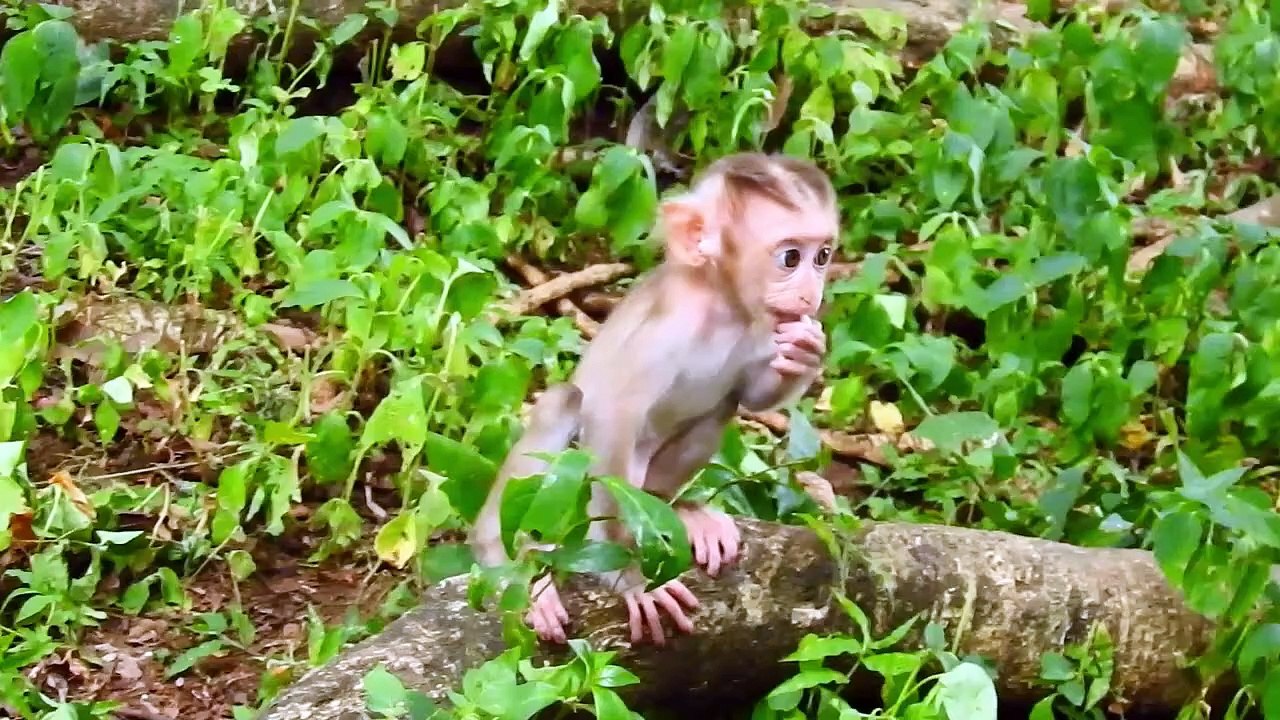 Lovable ! Adult Monkey Satisfier Hug With Little Baby Sacky (720p_25fps_H264-192kbit_AAC)